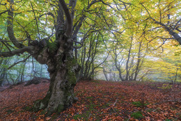 colors of autumn / ***