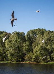 Seagulls / ***