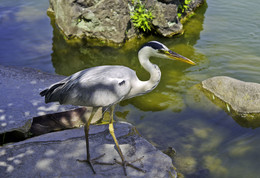 Heron / ***