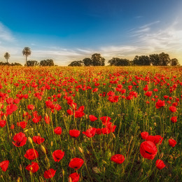 Poppy field / ***