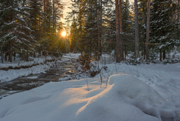 Sunset in the forest / ***