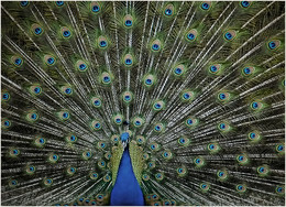 Peafowl / ***