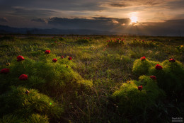 An Evening with Peonies / ***