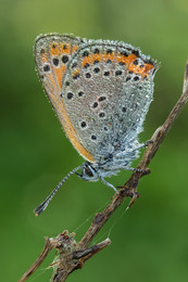 Copper-butterfly / -------