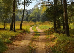 Forest Road / ***