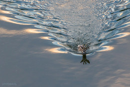 Evening swim / ***