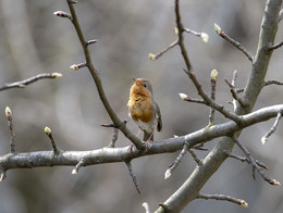 Spring song / ***