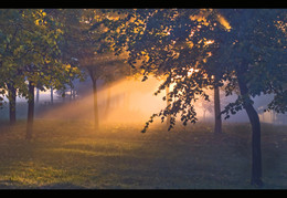 autumn morning / ***