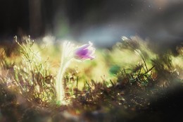 Towards the sun / ***