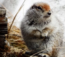 Skromnyashka / ***