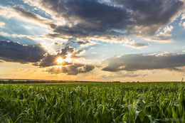 Queen of the fields / ***