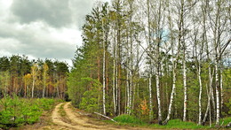 road in the forest / ***