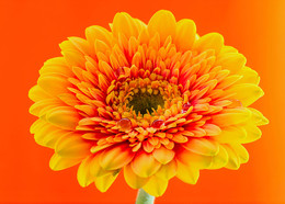 Solar Flower / ///