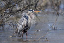 Great Blue Heron / ***