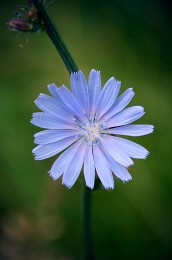 Common chicory (Cichorium intybus L.) / ***