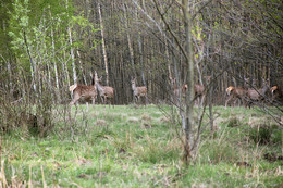 In the April woods / ***