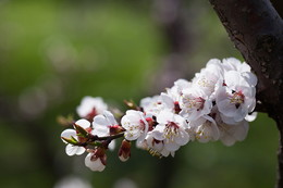 flowering apricot / ***