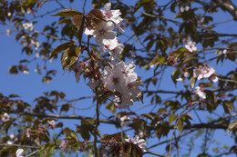 Spring Awakening / ***
