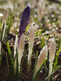 Spring Awakening / Crocus