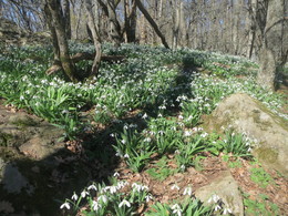 Spring Awakening / ***