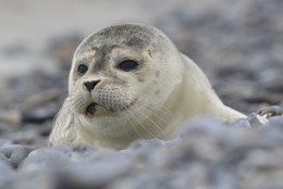 Seal / Seehund (Phoca vitulina) Insel Helgoland (Deutschland)