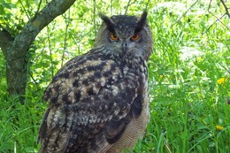 Mysterious bird / owl