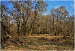 spring landscape / ***