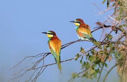 European bee-eater. / ***