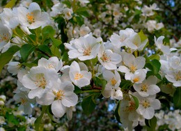 May Blossom / ***