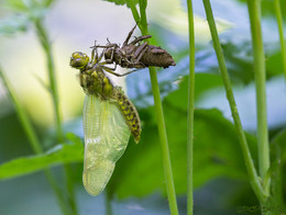 Birth of a dragonfly / ***