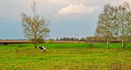 The pasture / ***