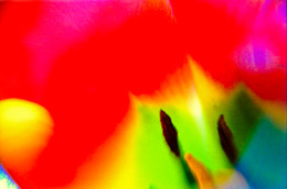 Tulip / ***