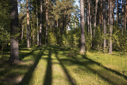 Evening shadows / ***