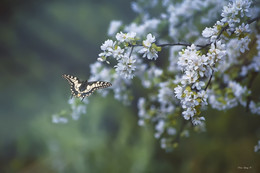 The aroma of spring / ***