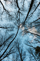 Looking skyward / ***