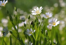 In the meadow ... / ***