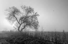 Lonely tree / ***