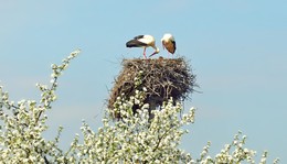 A family / ***