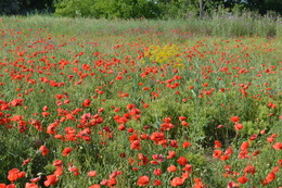 Poppies / ***