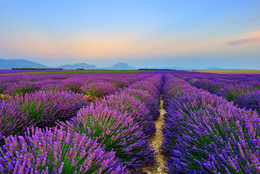 &nbsp; / Stunning landscape with lavender field after sun down. Plateau of Valensole, Provence, France