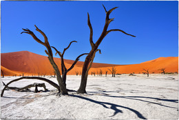 &nbsp; / Dead Camelthorn Trees against blue sky in Deadvlei, Sossusvlei. Namib-Naukluft National Park, Namibia, Africa