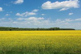 Grassland / ***