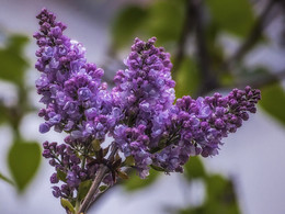 The smell of lilacs / ***
