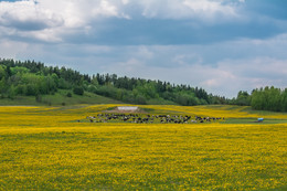 Dandelion field / ***