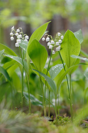 Lilies of the valley / ***