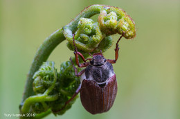 Cockchafer / ***