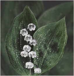 Lily of the valley / ***