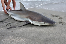 &nbsp; / The big copper shark on the beach