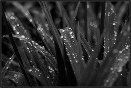 May rain / ***
