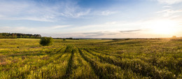 May evening / fields of gold